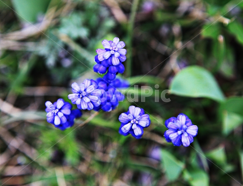 무스카리,꽃,식물,배경,자연,식물,자연,plants,nature,꽃,flower