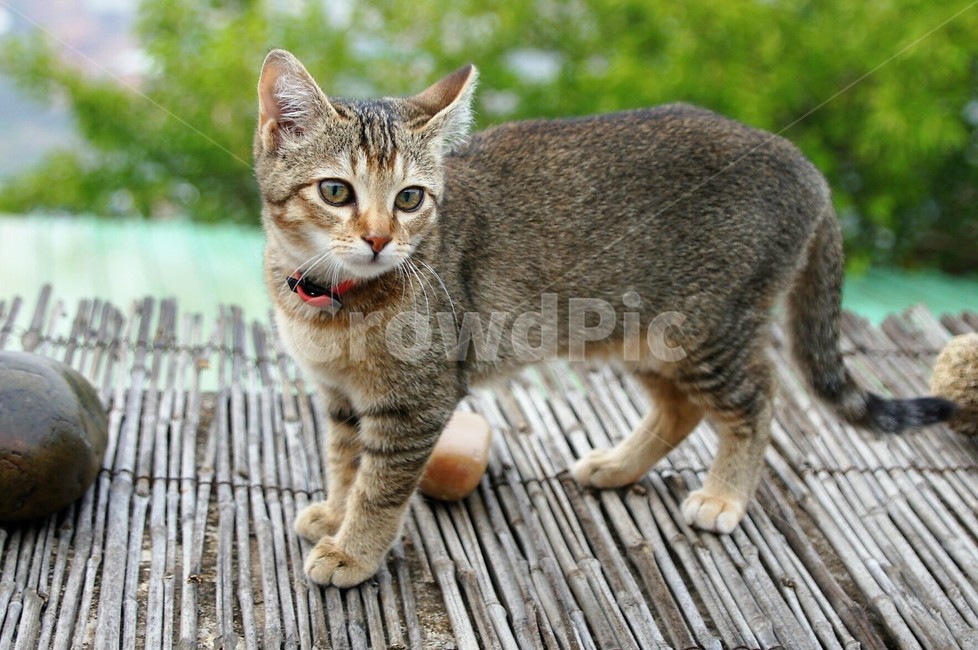 고양이,야옹이,야옹야옹,애완동물,동물,자연,nature,animal,초록,green,돌맹이,돗자리,나무,tree,동물,animal,포유류,mammal,고양이,cat,kitten,kitty