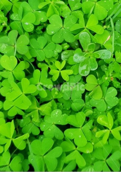 자연,토끼풀,식물,녹색,green,식물,자연,plants,nature
