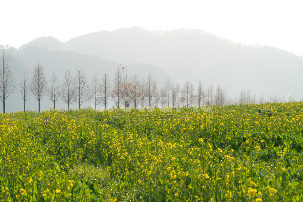 낙동강유채꽃,강변꽃,봄꽃,springflowers,낙동강