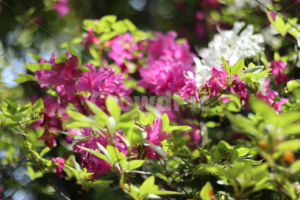 영산홍,핑크,빛,연두잎,따스함,식물,자연,plants,nature,꽃,flower
