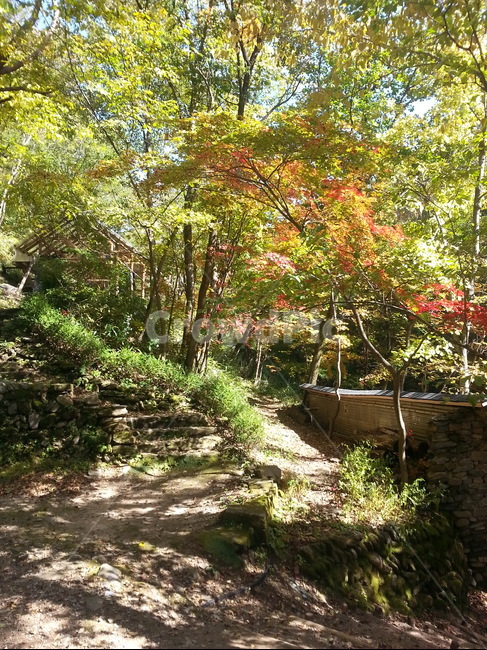 단품,숲,나무,산,자연