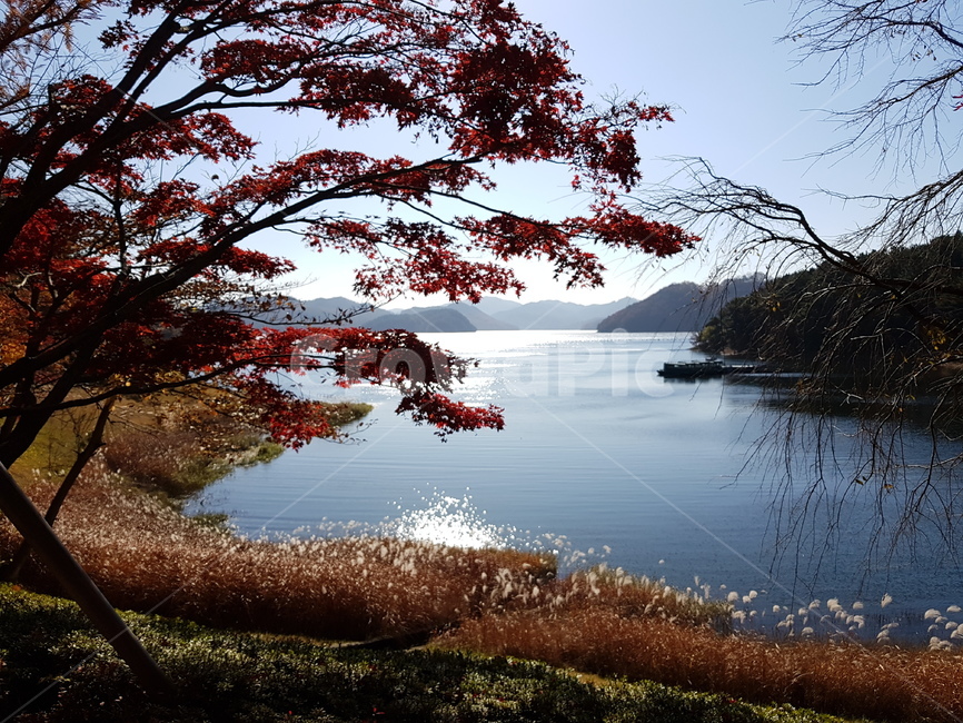 청남대,대청호,가을청남대,청남대단풍,청남대가을,단풍,단풍호수,가을대청호,가을호수,호수,단풍나무,단풍나무들,파란하늘,맑은하늘,하늘,물,햇살,햅빛