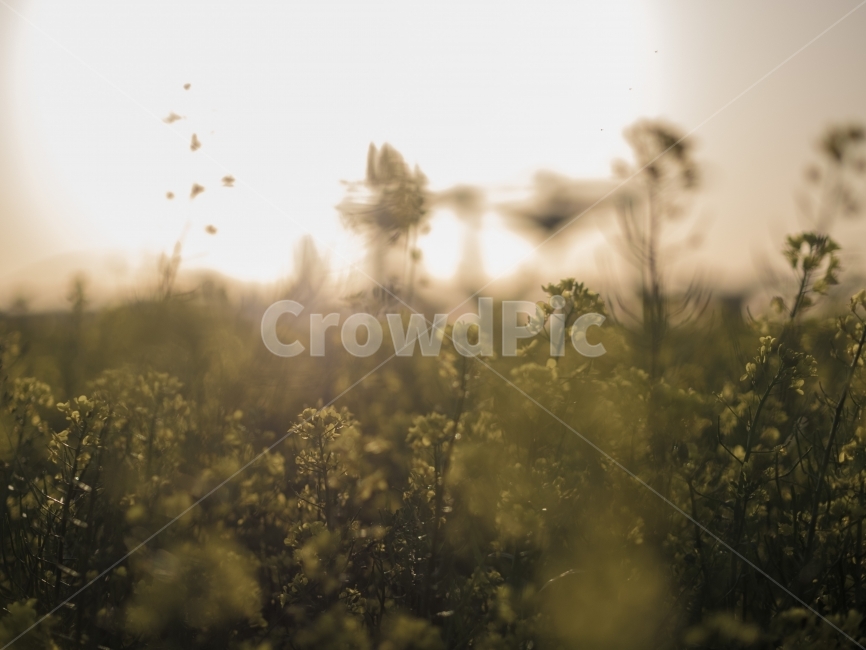 노을,유채꽃,자연,꽃,감성,봄,봄꽃,해질녘,sunset,flower,spring,봄,계절,spring,season,식물,자연,plants,nature,꽃,flower,감성,sensible,feeling