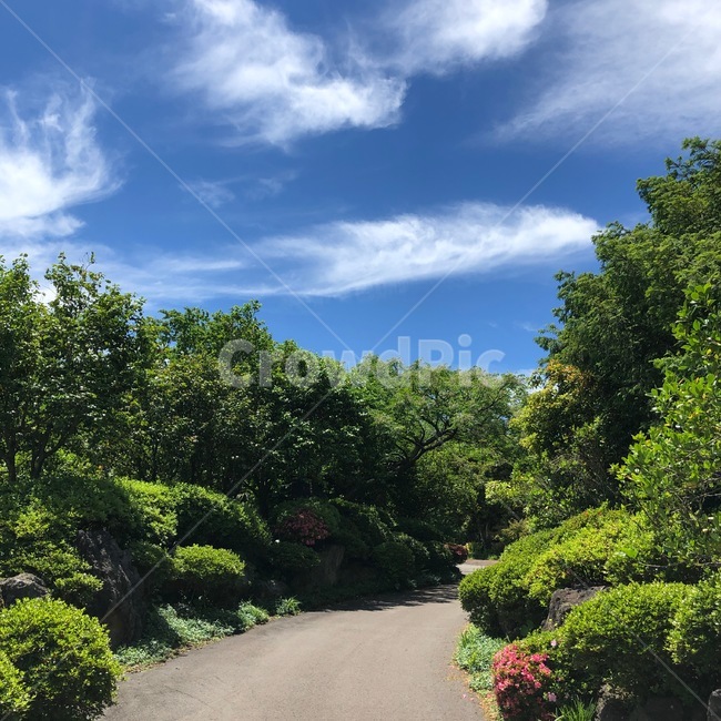도로,제주도,구름,맑음,나무,tree,sky,garden,자연,풍경,nature,landscape,road,outdoors,옥외