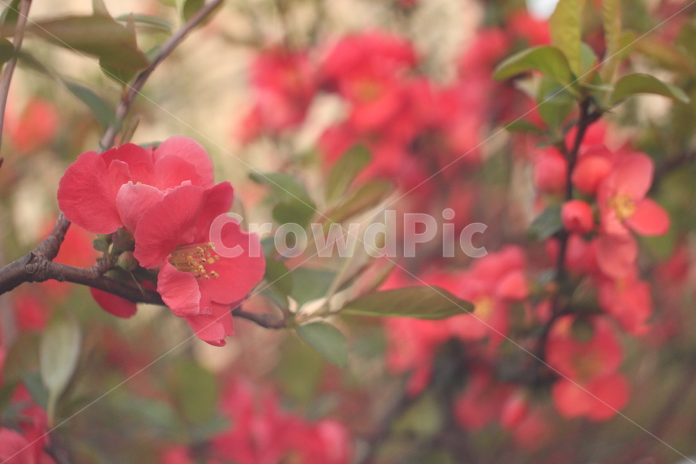 꽃,벚꽃,꽃사진,접사,하늘,봄,계절,spring,season,식물,자연,plants,nature,꽃,flower,감성,sensible,feeling,plant,geranium,제라늄,blossom