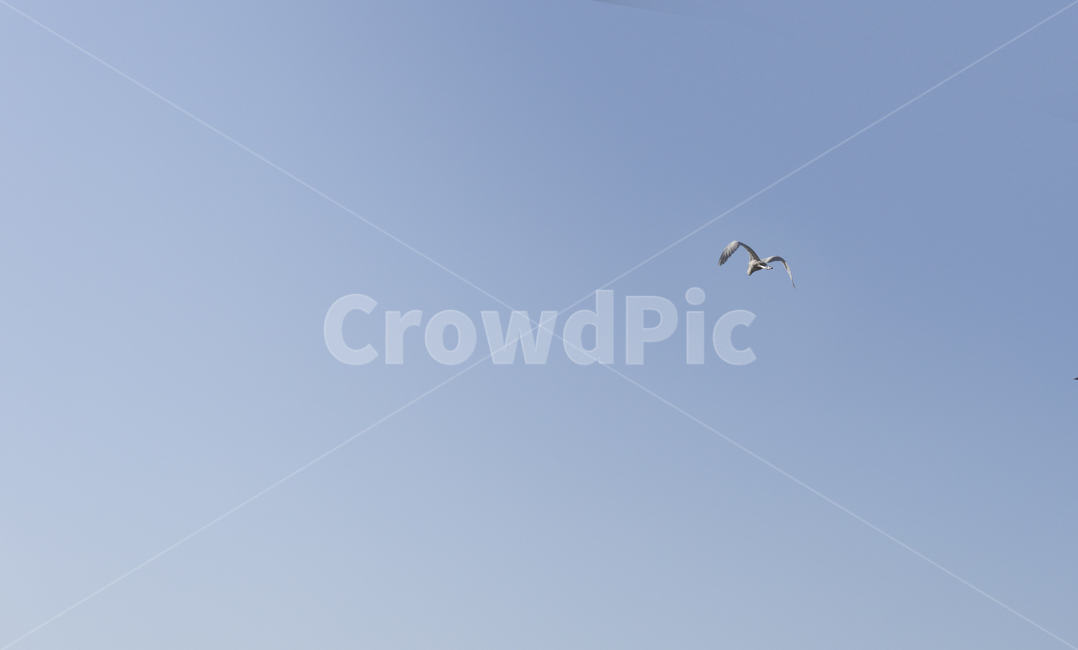 flying,animal,동물,bird,새,조류,왜가리,하늘,cloud,grayheron,동물,animal,조류,새,birds