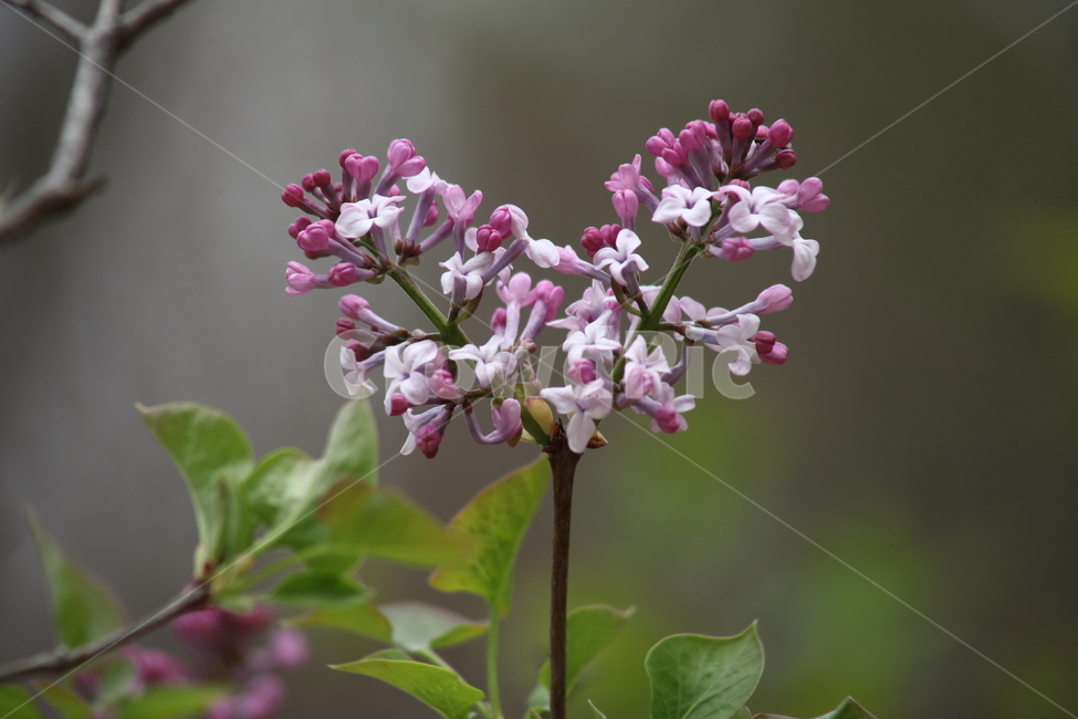 라일락,꽃,봄,라라꽃,commonlilac,식물,자연,plants,nature,꽃,flower