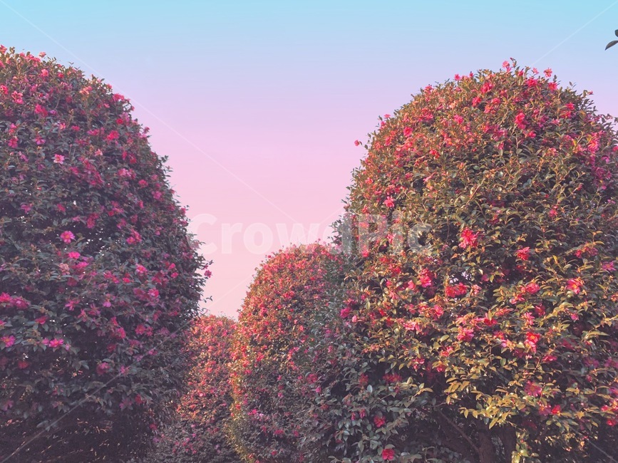 tree,나무,plant,식물,동백꽃,겨울,감성사진,꽃
