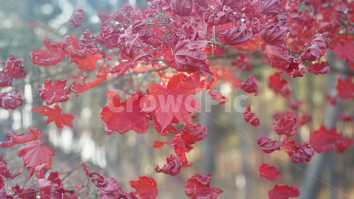 leaf,잎,plant,식물,tree,나무,단풍,red