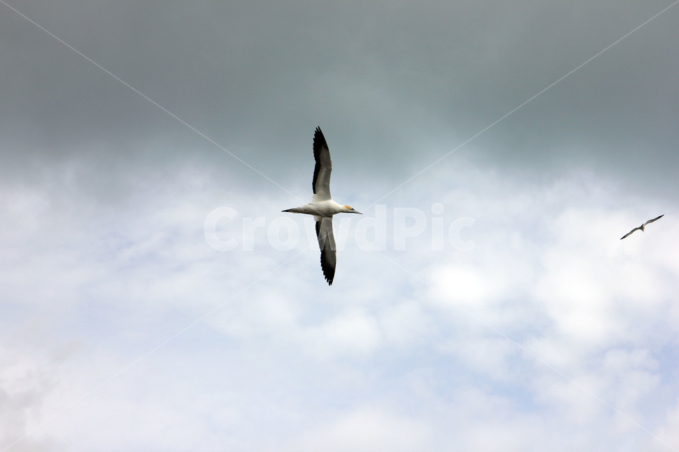 가넷,갈매기,새,garnet,seagull,gull,바다새,하늘,바다,둥지,동물,animal,조류,새,birds