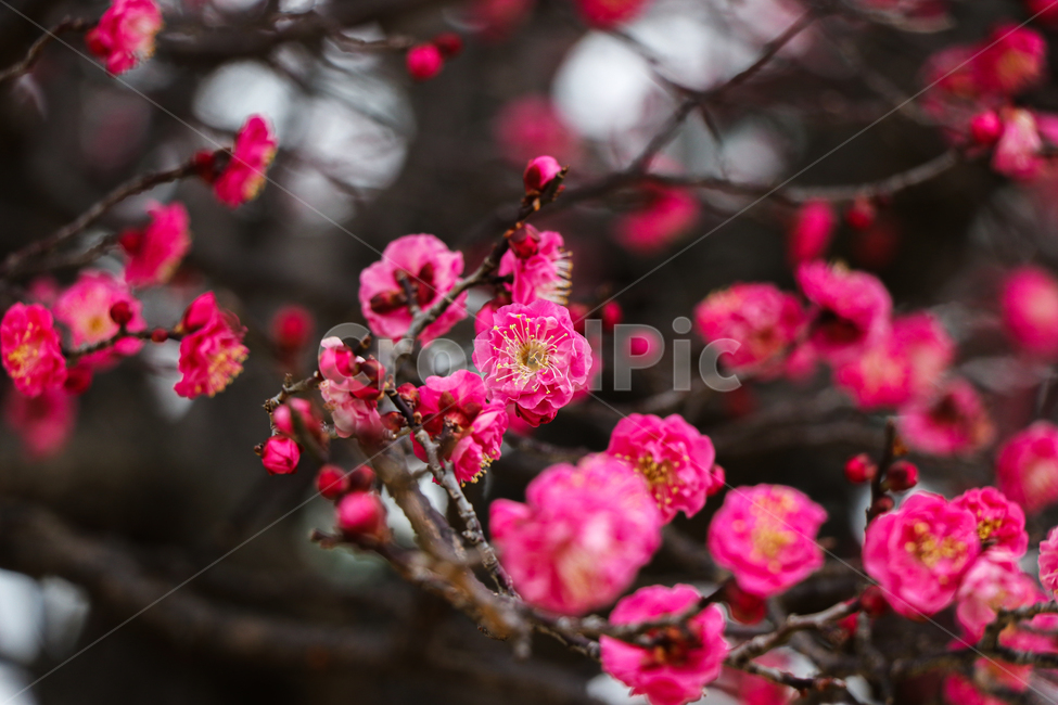 홍매화,벚꽃,식물,꽃,봄,식물,자연,plants,nature,꽃,flower