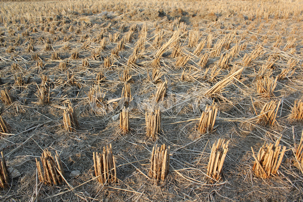 cut,rice paddy,guizhou,pattern,winter,crops,paddy field,plantation,stalk,farming,sight,farm,land,weed,rice paddy farming,cropped,Rural,close up,harvest,natural,nature,filed,texture,countryside,reaping rice,truncated,brown,rice,agricultural land,closeup,pl