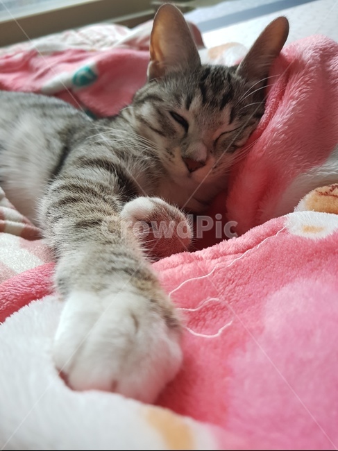 고양이,암컷,animalcompanion,cat,반려동물,자는모습,흰양말