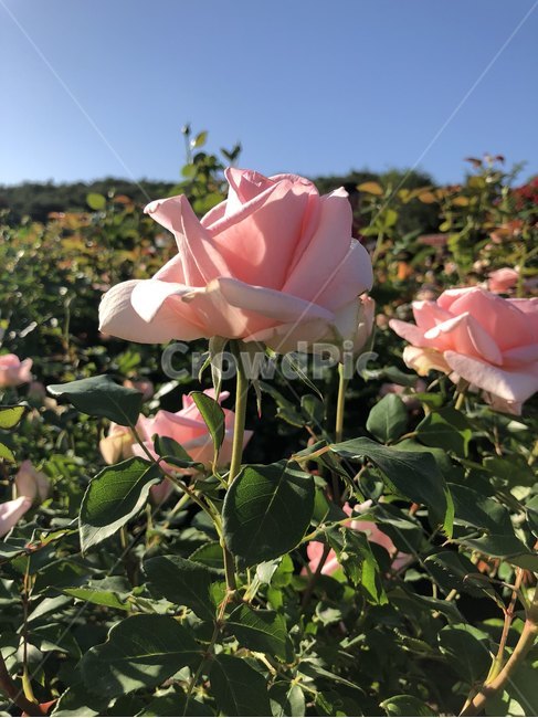 장미,오월,꽃,장미축제,장미꽃사진,식물,자연,plants,nature,꽃,flower