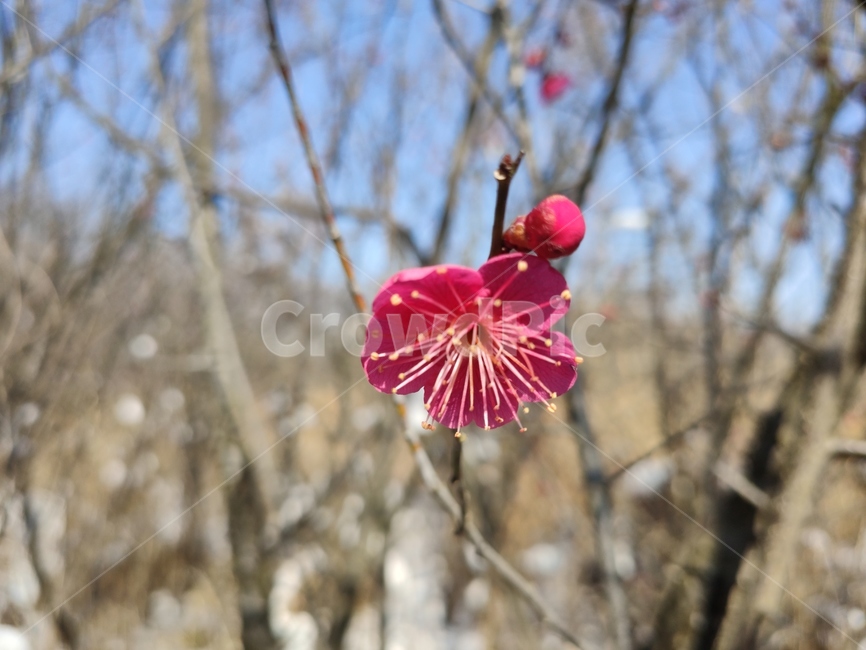 홍매화,매화,매화꽃,붉은매화꽃,홍매,자장매,maehwa,plant,식물,blossom,geranium,제라늄,flower,꽃,식물,자연,plants,nature,꽃,flower