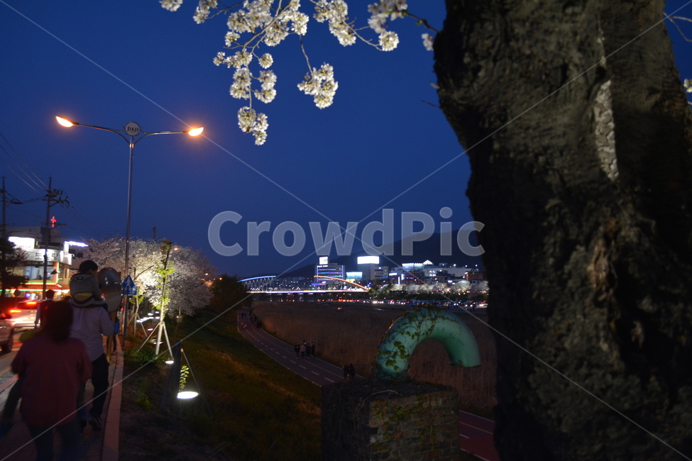 human,인간,person,사람,축제,벚꽃