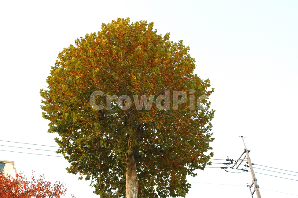 나무,단풍,단풍나무,자연,가을,나뭇잎,식물,가을,계절,fall,autumn,season,식물,자연,plants,nature,나무,trees,wood,tree,plant,maple