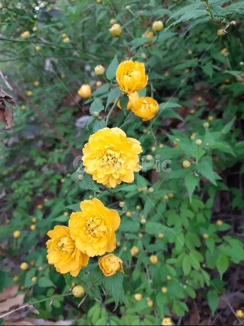 꽃,노란꽃,들꽃,잎,flower,봄