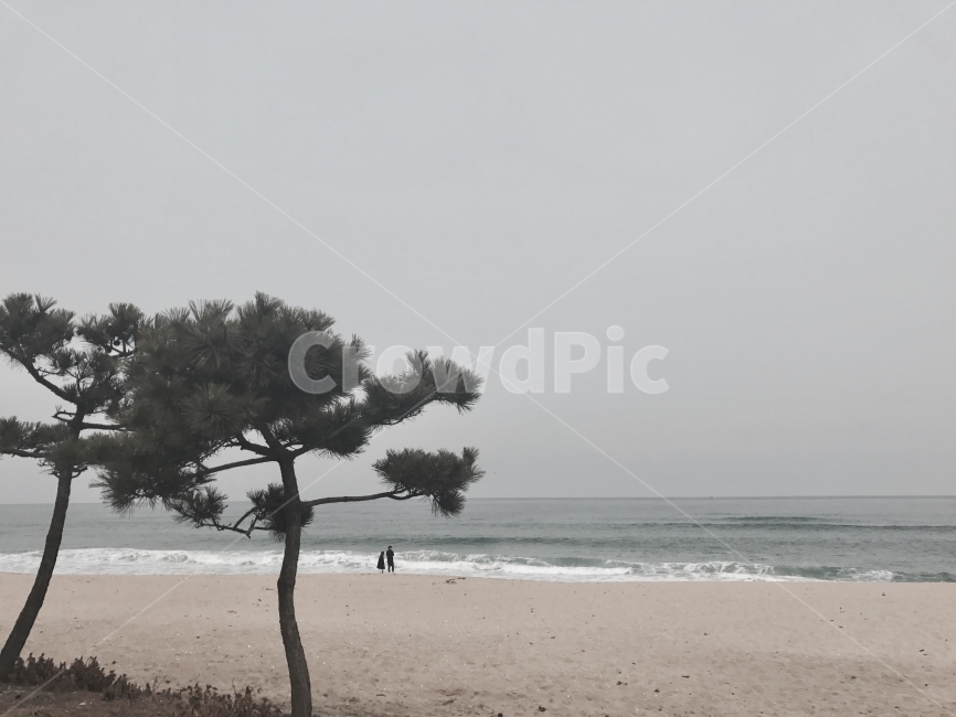 바다,겨울,겨울바다,나무,하늘,자연,풍경,nature,landscape,해변,바다,beach,sea,사람,인물,인간,human,person,연인,커플,사랑,lover,couple,여행,휴가,traveling,vacation,trip,plant,식물,tree