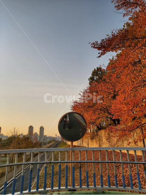 나무,낙엽,노을,거울,산책로,가을,plant,tree,sunset