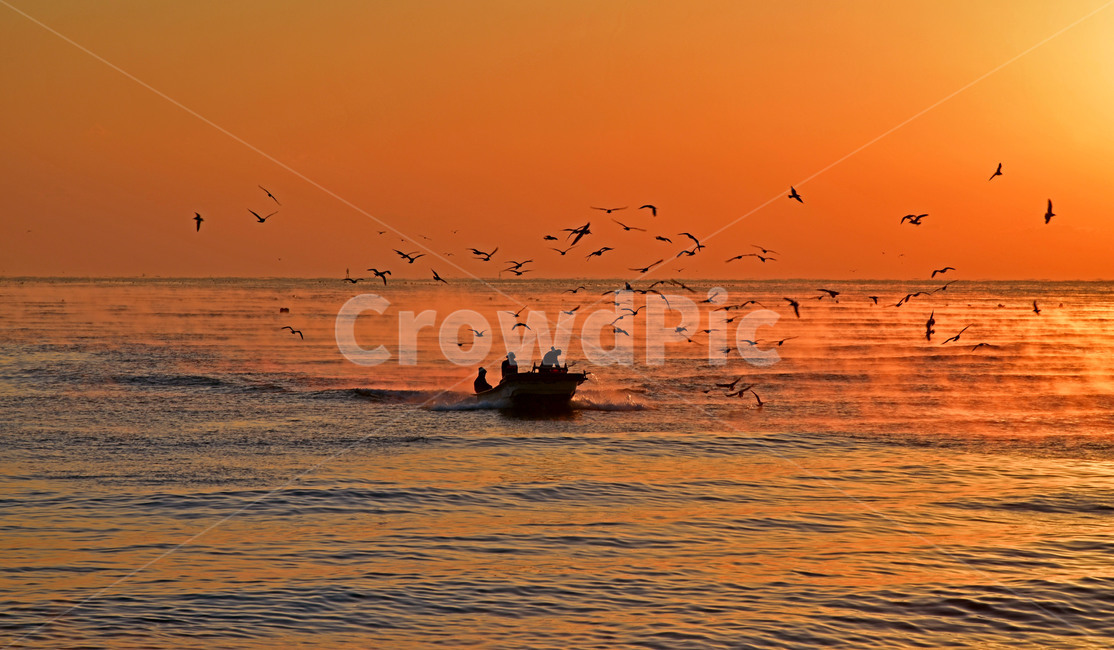 귀항,귀로,항구,아침,갈매기,어선,어업,fishery,fishing industry