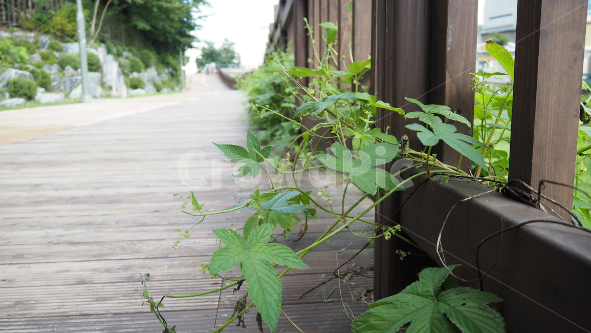 식물,야외,그린,plants,outdoors,green,식물,자연,plants,nature