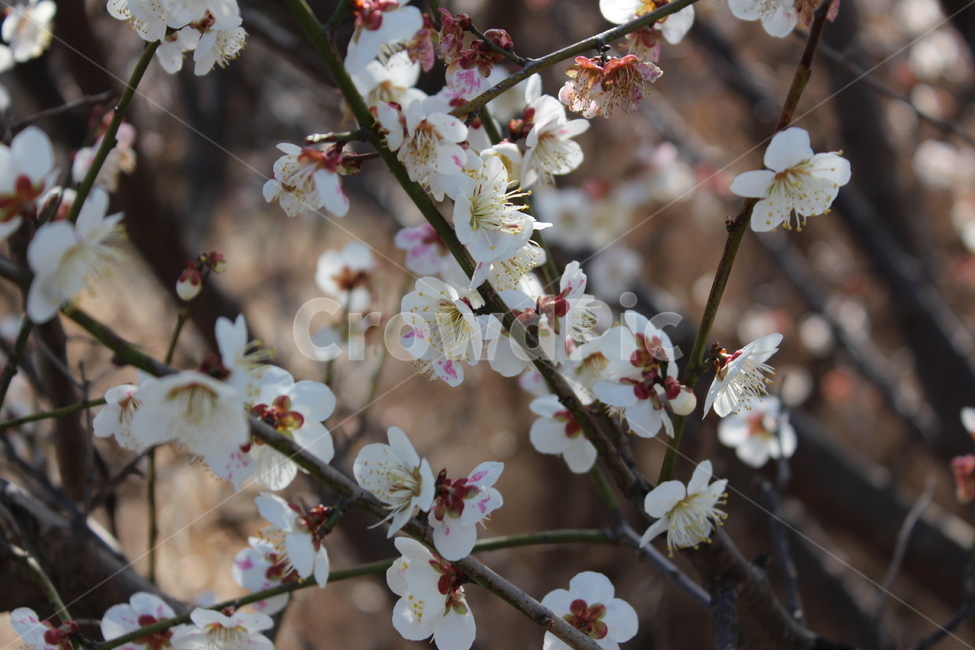 꽃,길가,색감,봄,spring,계절,분위기,flower,매화,벚꽃,겹벚꽃,흰꽃,white,sensitive,feeling