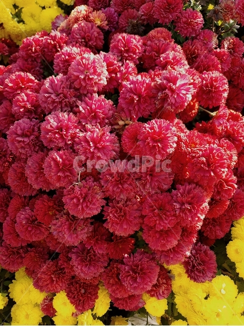 flower,국화,꽃,식물,가을꽃,꽃,flower