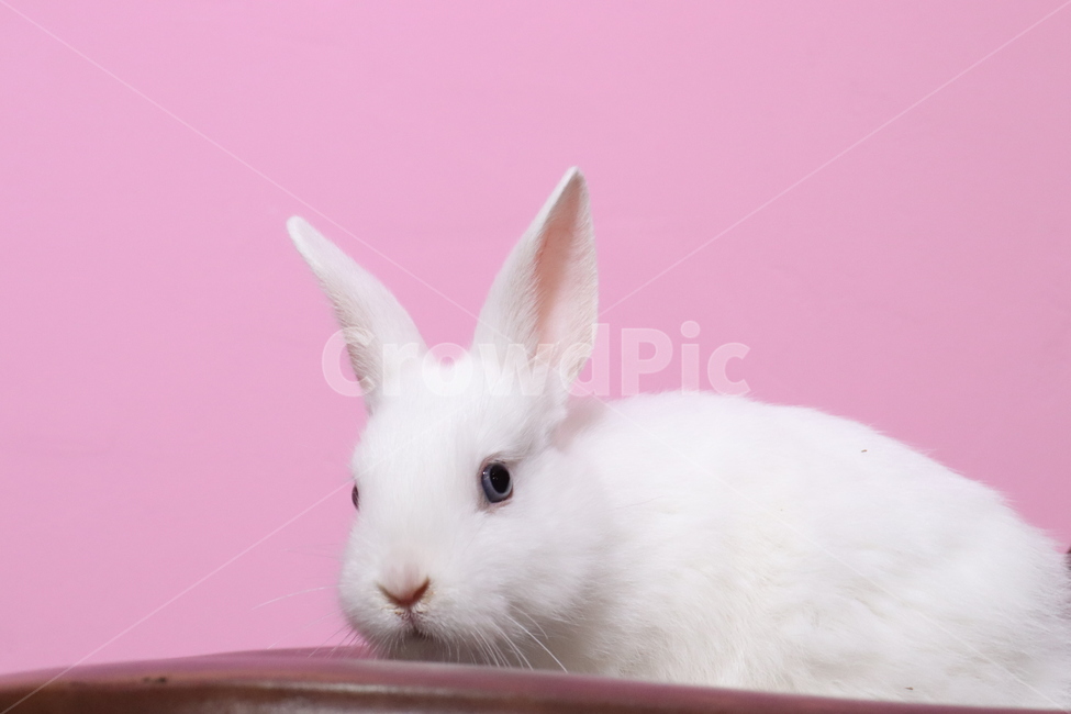 토끼,분홍,흰색토끼,동물,귀여운,분홍색,동물,animal,포유류,mammal