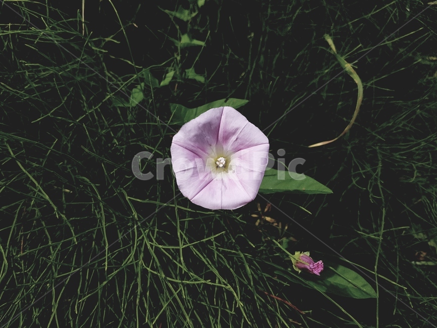 나팔꽃,꽃,들꽃,분홍색,아침꽃