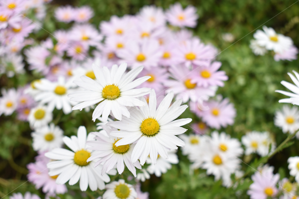 꽃,봄,예쁜꽃,여름,자연,식물