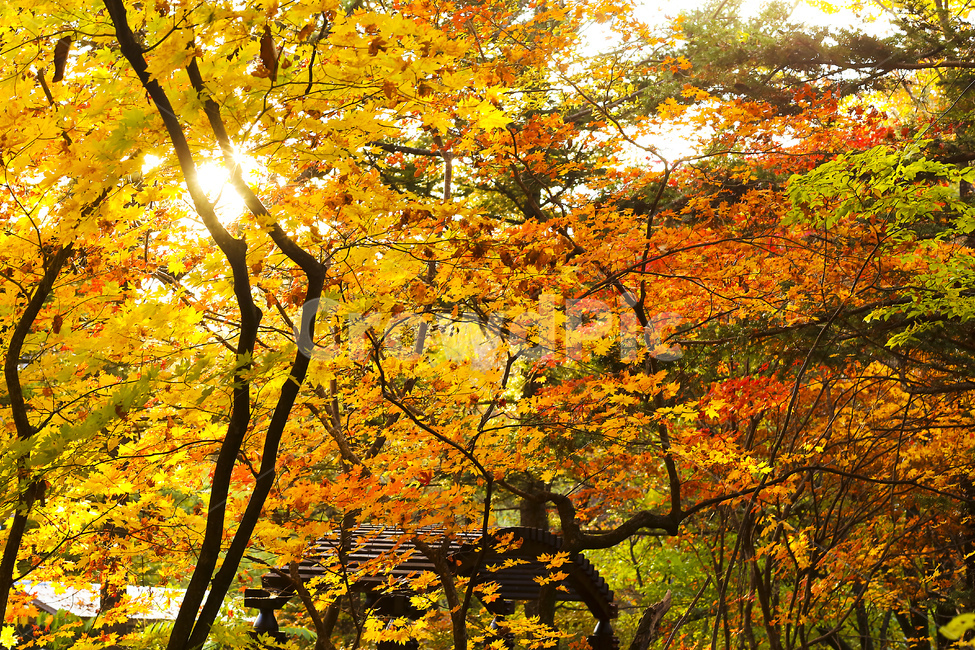 단풍,역광,가을,단풍나무,자연,가을,계절,fall,autumn,season,leaf,잎,plant,식물,tree,나무,maple