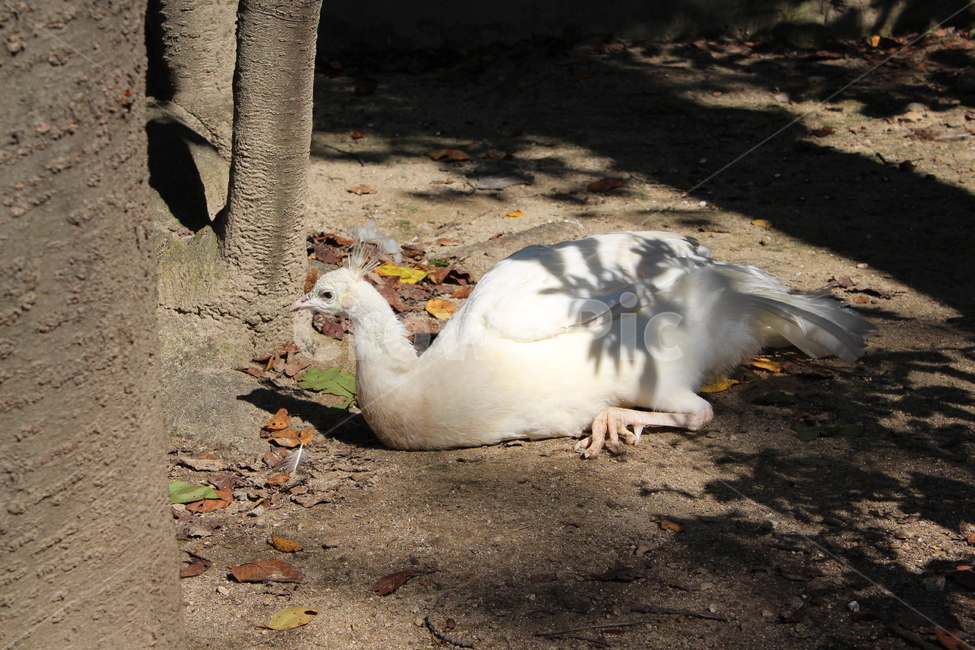 peacock,zoo,peahen,공작,ground,바닥,bird,새,animal,동물,동물원,조류,동물,animal,조류,새,birds