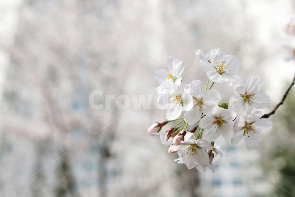 봄,꽃,벚꽃,풍경,3월,봄,계절,spring,season,식물,자연,plants,nature,꽃,flower,plant