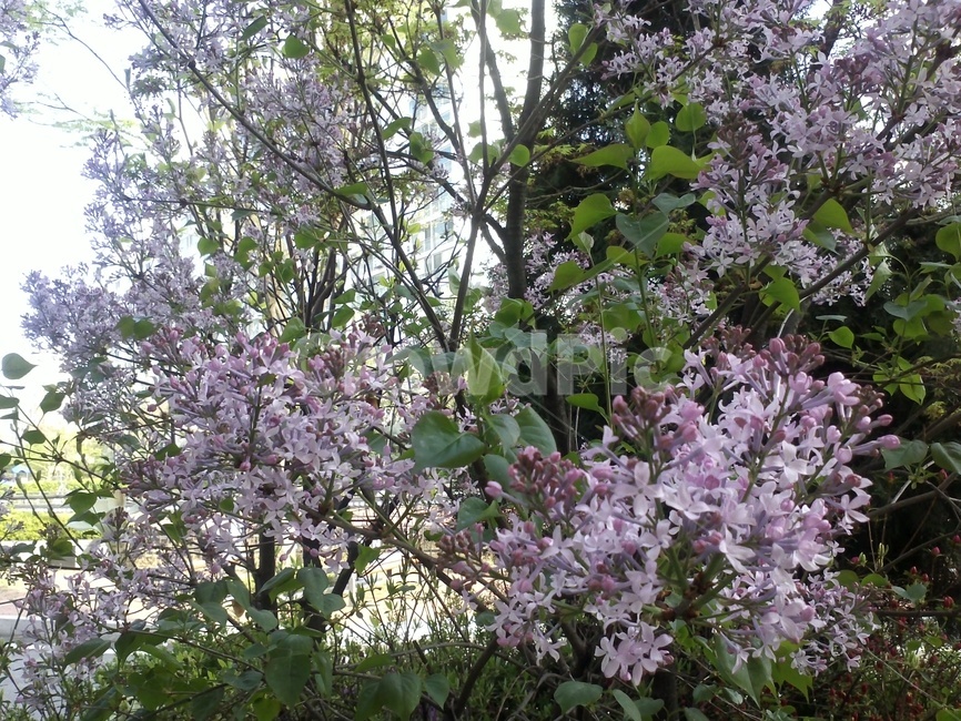 라일락꽃,라라꽃,자정향,물푸레나무과,큰꽃정향나무,서양수수꽃다리,양정향나무,관상용
