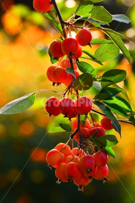 APPLE,color,fruit,yellow,EMOTION,sour,Orange,red,COLORFUL,apple,Plant,Feeling,Orchard,jam,Tree,diet,Plantation,SENSIBILITY,green,Cultivation,Autumn,baby apple,juice,food,health food,emotion,FRUIT,Atmosphere,citric acid,bokeh,organic acid,sweet,colorful,FE