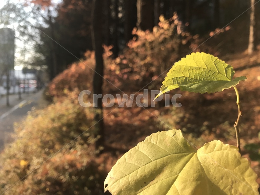 나뭇잎,아웃포커싱,잎사귀,초록,가을,식물,자연,plants,nature