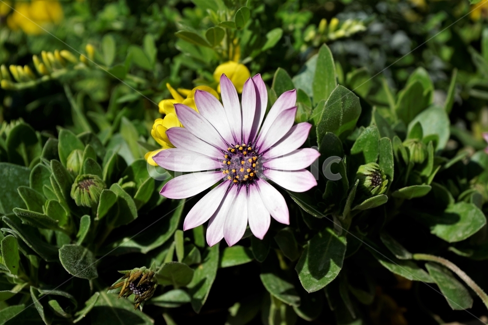 봄,정원,가드닝,원예,원예식물,화려,식물,꽃,garden,scent,healing,bloom,colorful,floral,flower,gardenflowers,happymind,life,nature,plant,spring,오스테오스펄멈,자연,아프리카원산,아프리칸데이지,Osteospermum,디모르포테카,데모루,오스테오스퍼멈