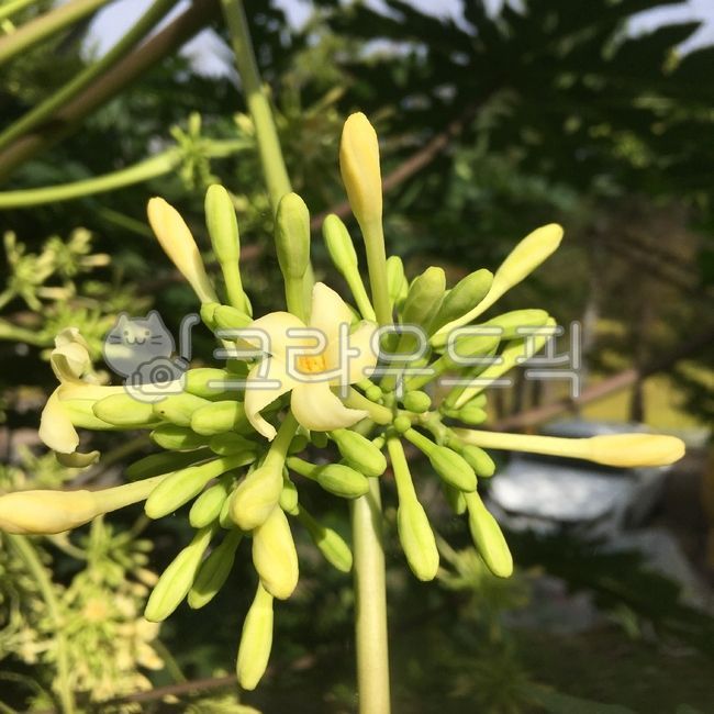 파파야,파파야꽃,개화,plant,식물,flower,꽃,blossom,열대식물,입춘,봄꽃