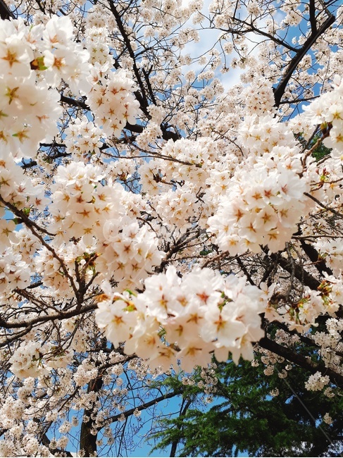 plant,식물,blossom,꽃,cherryblossom,벚꽃,flower,봄,spring,벚꽃축제,봄,계절,spring,season,cherry blossom