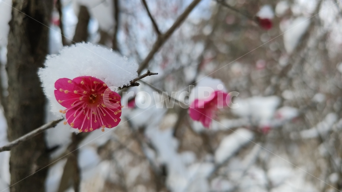 홍매화,매화,매화꽃,붉은매화꽃,홍매,자장매,설중매,plant,식물,flower,blossom,꽃,식물,자연,plants,nature,꽃,flower