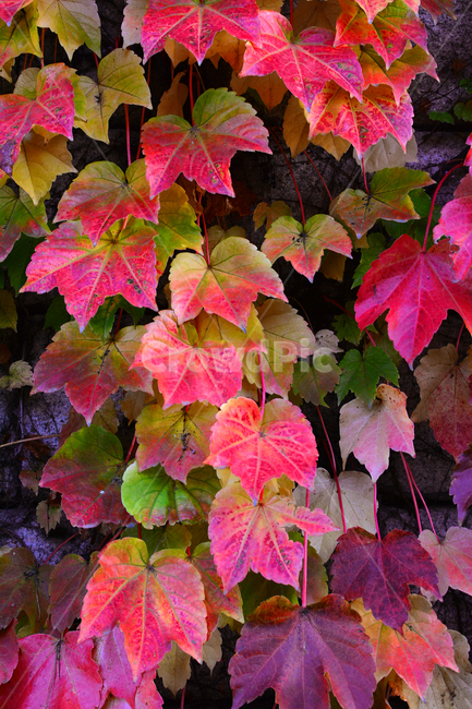 가을,담쟁이덩굴,덩굴식물,가을배경,가을서정,가을감성,가을분위기,autumn,fall,background,plant,leaf,식물,단풍,물들다,계절,시즌,season,잎,잎새,잎사귀,이파리,colorful,칼라풀,자연,배경,바탕,백그라운드,알록달록,가을,계절,fall,autumn,season,veins,정맥,tree,나무