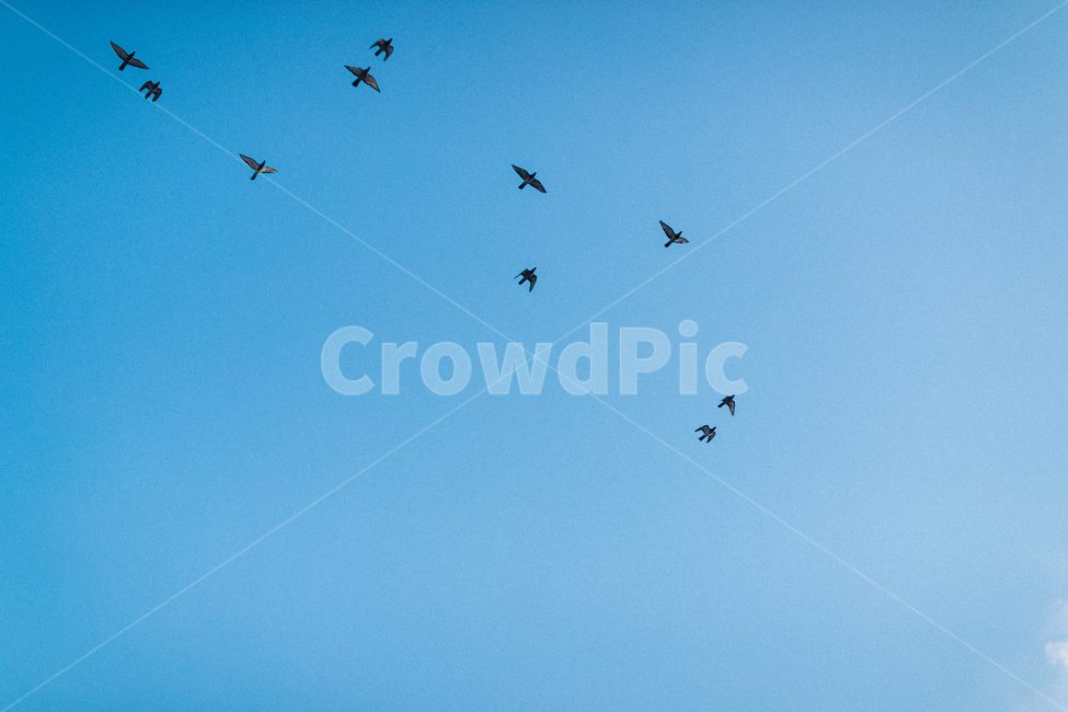 새,bird,비둘기,날다,하늘,새무리,동물,animal,조류,새,birds