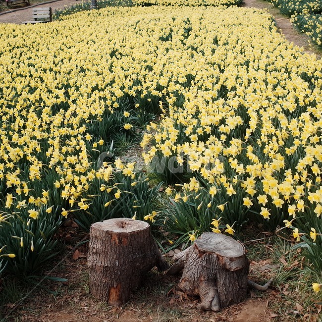 꽃,꽃밭,자연,식물,향기,감성,계절,봄,한국꽃,색채,색감,flower,flowers,plants,nature,beautiful,spring,wood,노란꽃,나무,나무와꽃,식물,자연,plants,nature,꽃,flower