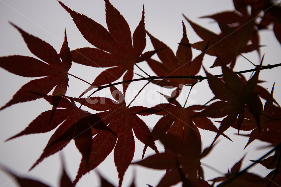 식물,flower,blossom,plant,leaf,tree,나무,단풍,야외,클로즈업,물방울,잎,꽃