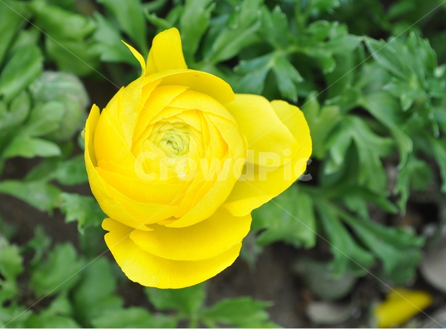 꽃,봄,자연,예쁜,플라워,flower,식물,자연,plants,nature,꽃,flower