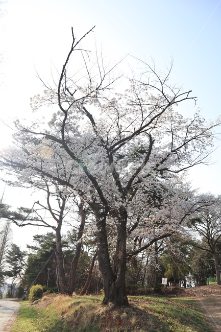 cherryblossoms,flower,벚꽃,벚꽃나무,나무,봄