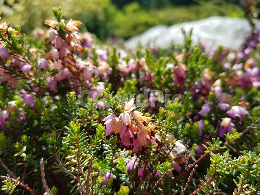 숲속,나무,가든,정원,꽃,봄,여름,식물,자연,plants,nature,꽃,flower