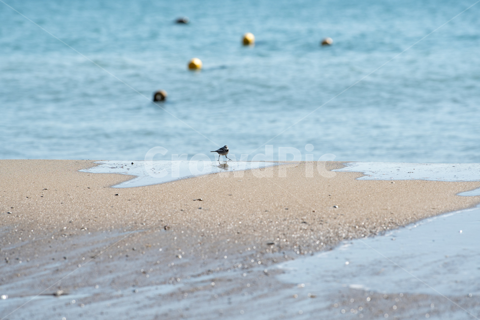 알락할미새,할미새,바다새,광안리,바다,아장아장,귀여운,해변,바다,beach,sea,동물,animal,조류,새,birds